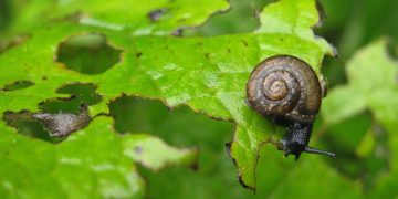 Mother Nature’s Defense: Effective and Eco-Friendly Pest Remedies for a Greener Home