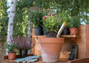 Green Guardians: Eco-Friendly Pest Control Solutions for a Sustainable Future