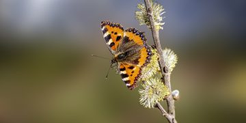 Stay Bite-Free: The Ultimate Guide to Bug Repellents