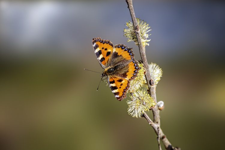 Stay Bite-Free: The Ultimate Guide to Bug Repellents