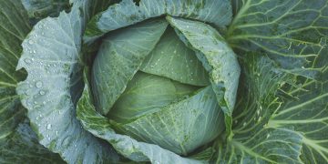 Grow More, Waste Less: The Ultimate Guide to Sustainable Gardening Practices