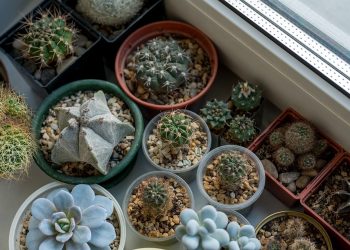 Thriving in the Shadows: The Secrets to Successful Indoor Plant Growth
