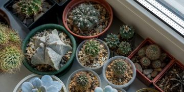 Thriving in the Shadows: The Secrets to Successful Indoor Plant Growth