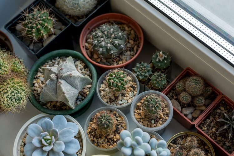 Thriving in the Shadows: The Secrets to Successful Indoor Plant Growth