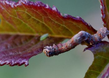 Mastering Weed Control: A Gardener’s Guide to a Beautiful, Weed-Free Landscape
