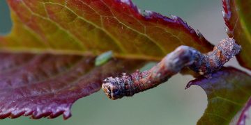 Mastering Weed Control: A Gardener’s Guide to a Beautiful, Weed-Free Landscape