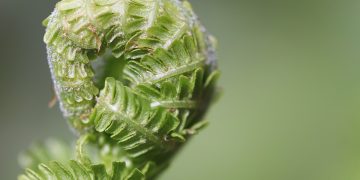 Green Thumb Secrets: Essential Plant Maintenance Tips for Thriving Gardens