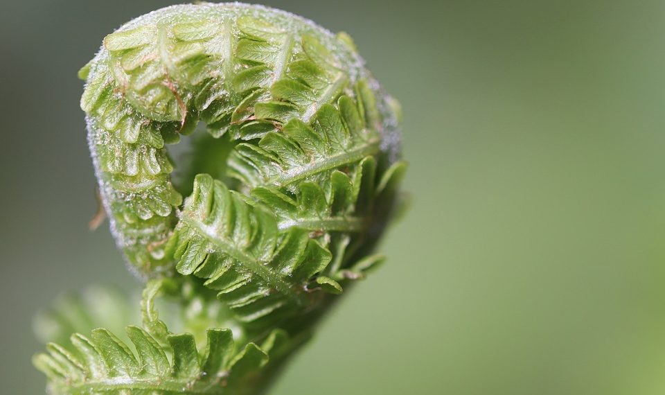 Green Thumb Secrets: Essential Plant Maintenance Tips for Thriving Gardens