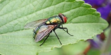 The Ultimate Guide to Pest Control: Proven Methods for a Pest-Free Home