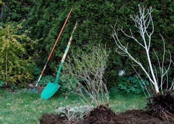 The Art of Gardening: Mastering the Tools of the Trade – Hoes and Rakes Demystified