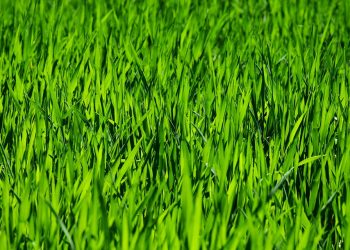 The Ultimate Guide to Thriving Houseplants: Essential Care Tips for Greening Up Your Space