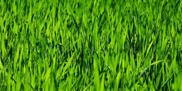 The Ultimate Guide to Thriving Houseplants: Essential Care Tips for Greening Up Your Space