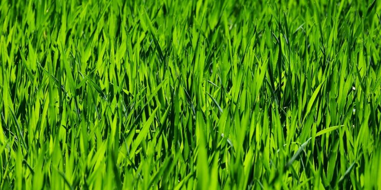 The Ultimate Guide to Thriving Houseplants: Essential Care Tips for Greening Up Your Space