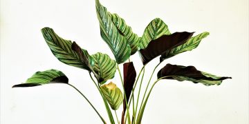 Transform Your Space with an Indoor Oasis: Expert Tips for Creating a Stunning Indoor Garden Setup