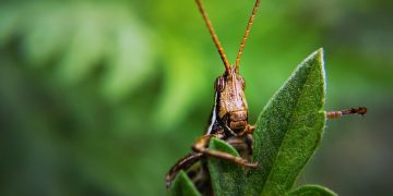 Building a Resilient Garden: The Power of Disease-Resistant Plants