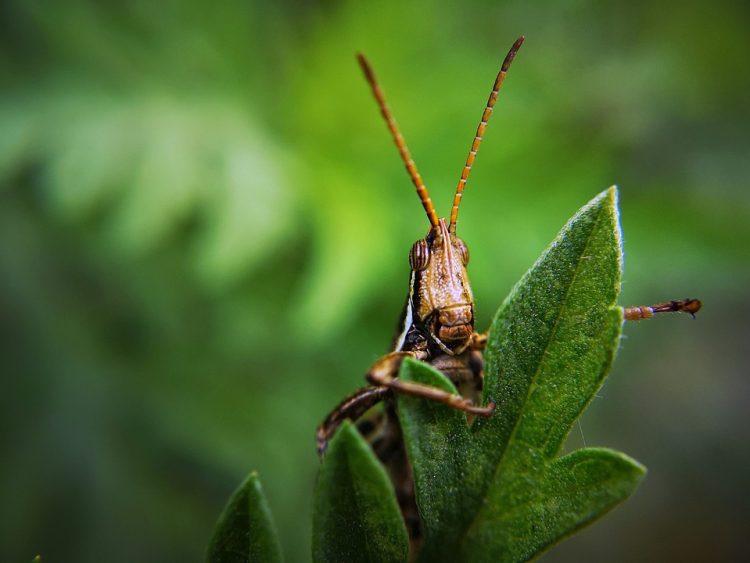 Building a Resilient Garden: The Power of Disease-Resistant Plants