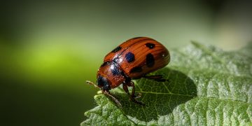 Unwanted Guests: Conquering Garden Pests with Natural Solutions