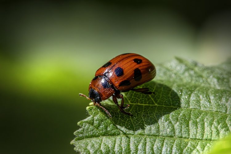 Unwanted Guests: Conquering Garden Pests with Natural Solutions