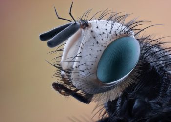 The Ultimate Guide to Pest Prevention: Effective Strategies to Keep Your Home Pest-Free