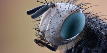 The Ultimate Guide to Pest Prevention: Effective Strategies to Keep Your Home Pest-Free