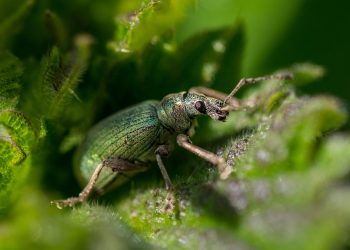 Nature’s Defenders: The Power of Organic Pest Control in Protecting Your Garden