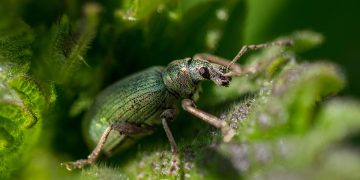 Nature’s Defenders: The Power of Organic Pest Control in Protecting Your Garden