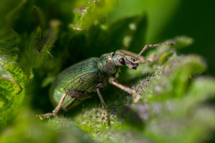 Nature’s Defenders: The Power of Organic Pest Control in Protecting Your Garden