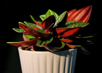 Breathe Easy: The Top Air-Purifying Houseplants for a Healthier Home