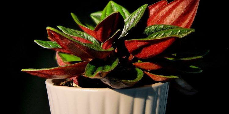 Breathe Easy: The Top Air-Purifying Houseplants for a Healthier Home