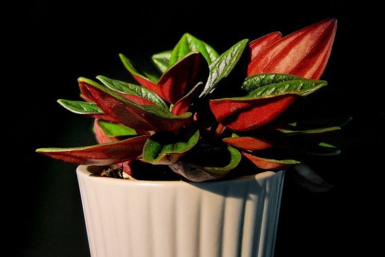 Breathe Easy: The Top Air-Purifying Houseplants for a Healthier Home