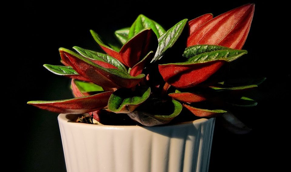 Breathe Easy: The Top Air-Purifying Houseplants for a Healthier Home