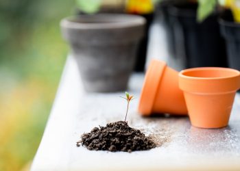 Maximizing Your Space: The Ultimate Guide to Indoor Gardening Solutions