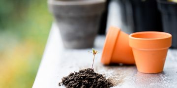 Maximizing Your Space: The Ultimate Guide to Indoor Gardening Solutions