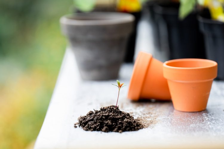 Maximizing Your Space: The Ultimate Guide to Indoor Gardening Solutions