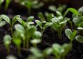 Growing Green: Harnessing the Power of Renewable Resources for Sustainable Gardening