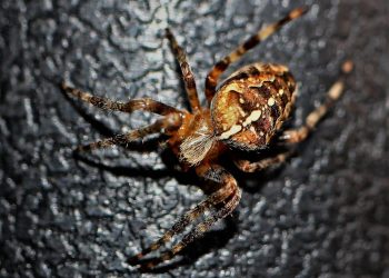 Revolutionizing Disease Treatment: A Breakthrough Approach to Healing