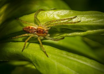 Unseen Enemies: Confronting the Threat of Fungal Infections