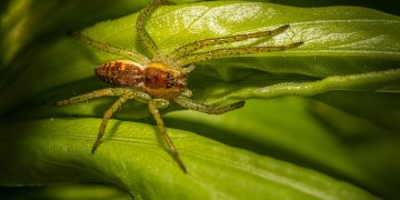 Unseen Enemies: Confronting the Threat of Fungal Infections