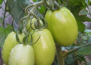 Mastering the Art of Composting: Essential Techniques for Sustainable Gardens