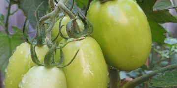 Mastering the Art of Composting: Essential Techniques for Sustainable Gardens