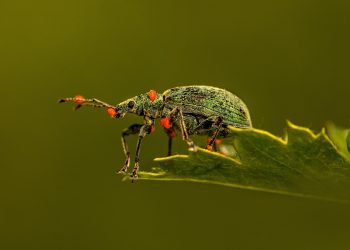 Thriving Gardens: A Guide to Plant Health and Vitality