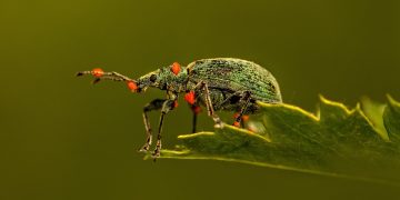 Thriving Gardens: A Guide to Plant Health and Vitality